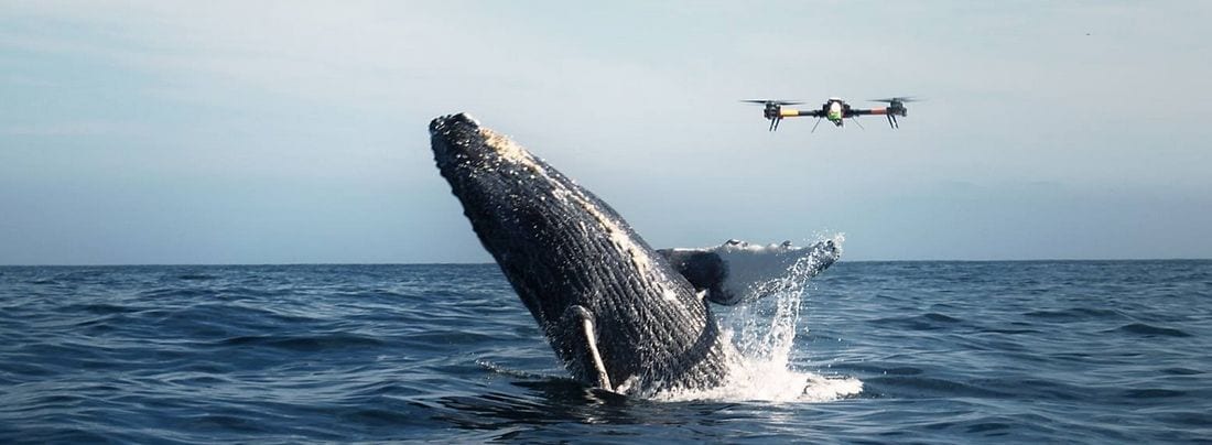 dron-whale-ballena-tilo-motion
